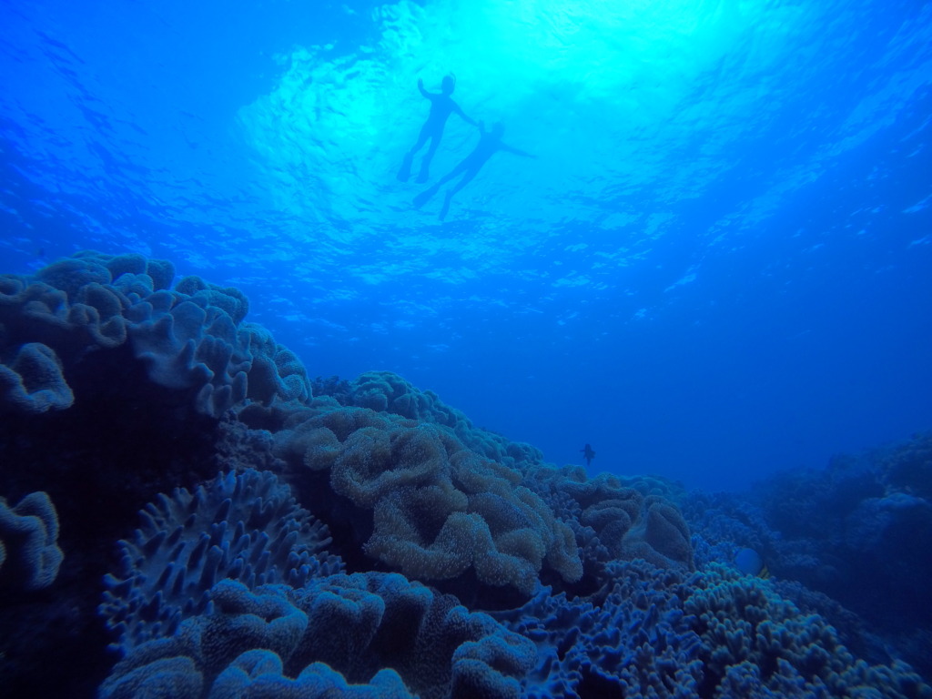 すぐに南国リゾート気分♪】シュノーケリング ≪inサンゴの花畑